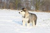 ALASKAN MALAMUTE 287